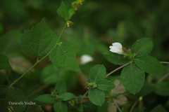 Blepharis maderaspatensis